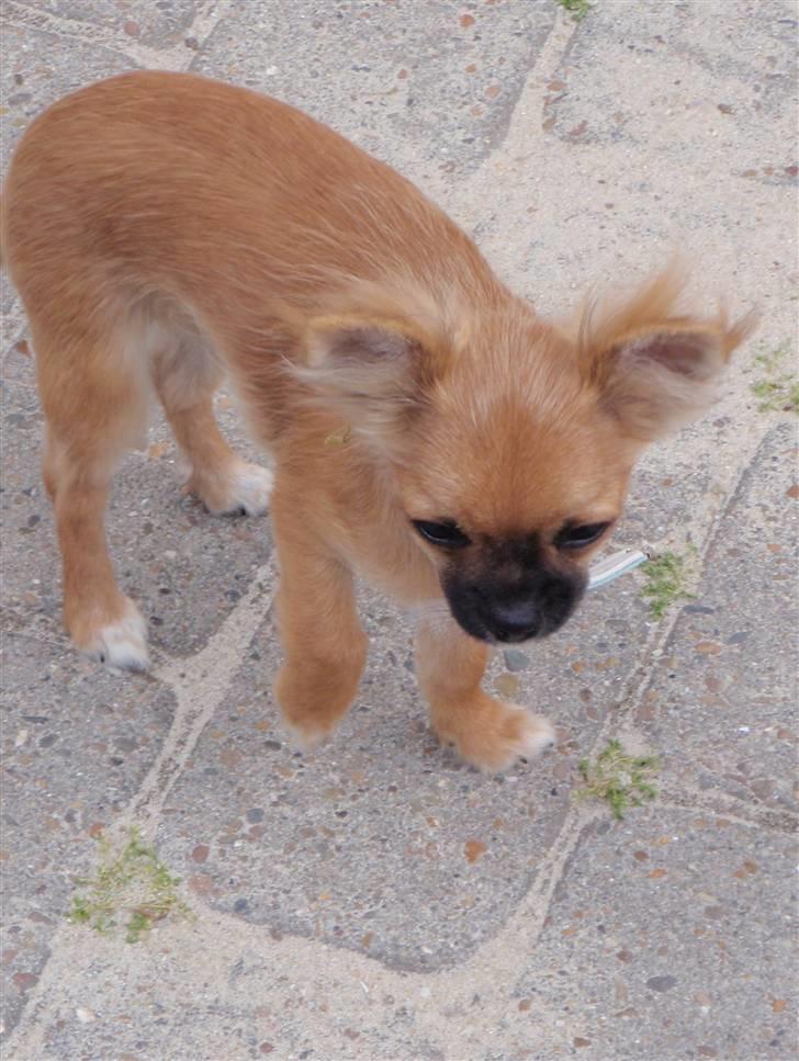 Chihuahua Aslan be my dream *udstationeret* billede 17