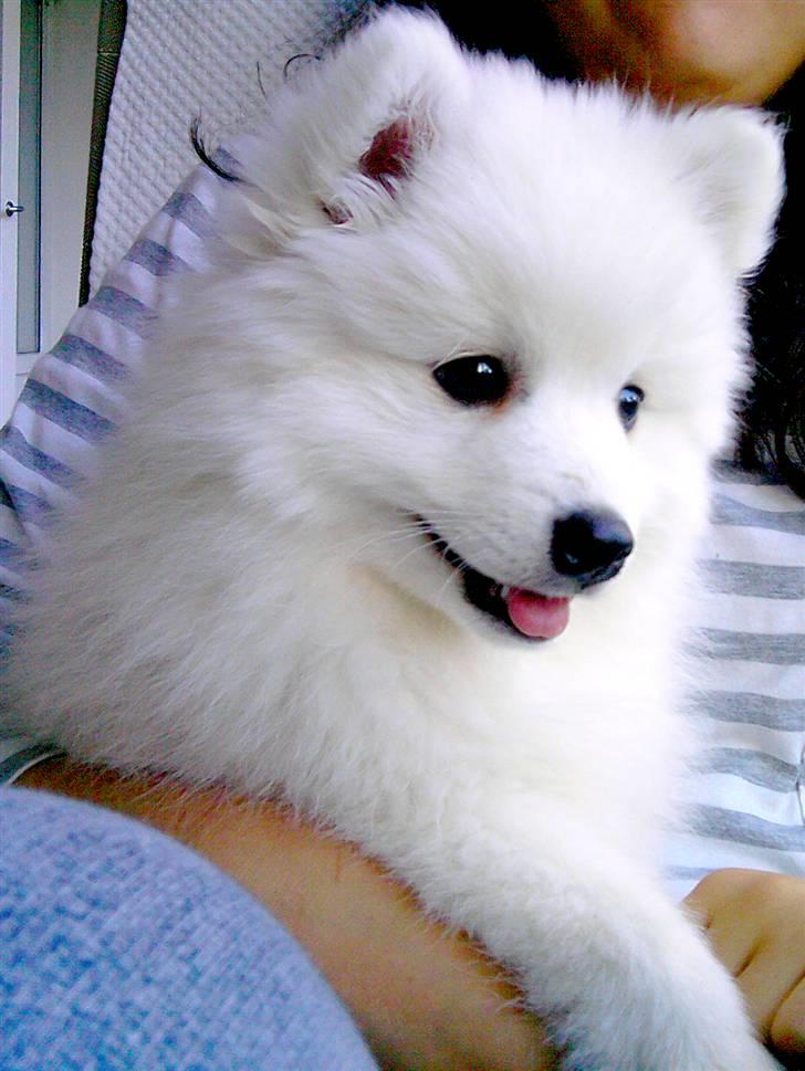 Japansk spids Aro - 10 uger. billede 14