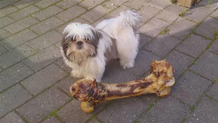 Shih tzu Emma billede 11