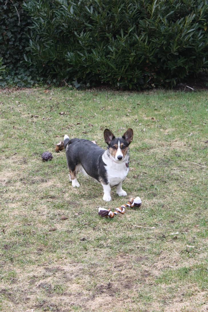 Welsh corgi cardigan mocca billede 6