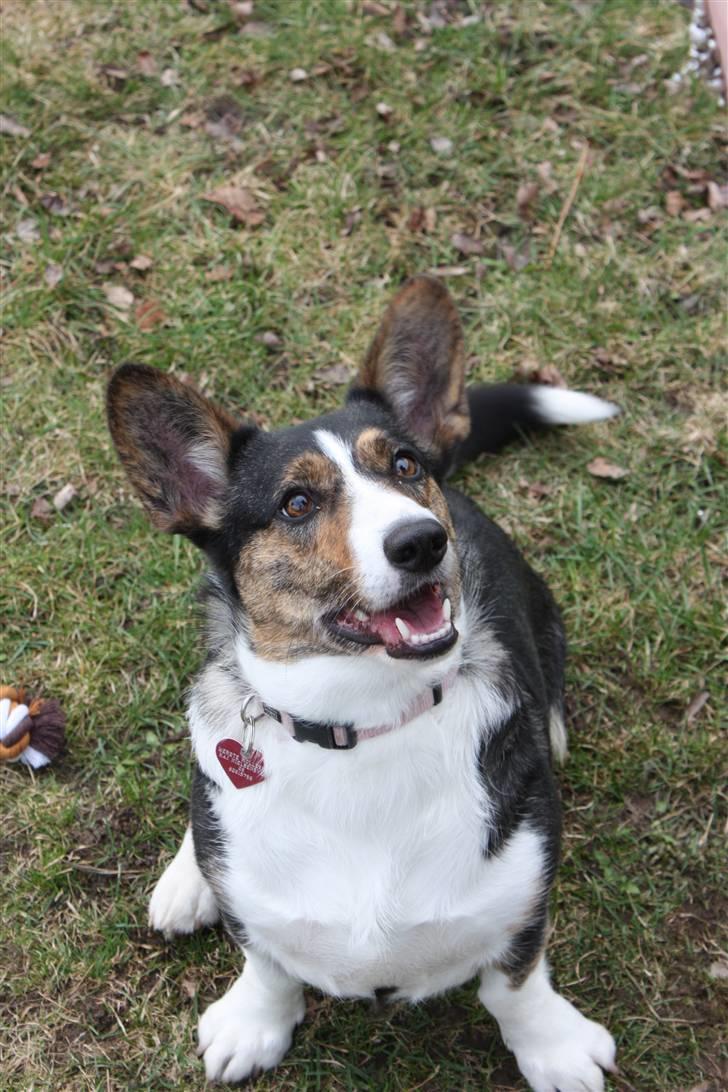 Welsh corgi cardigan mocca billede 7