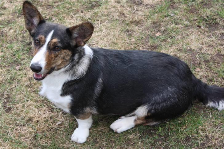 Welsh corgi cardigan mocca billede 8