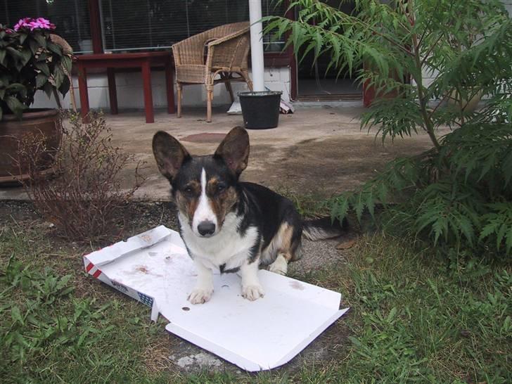 Welsh corgi cardigan mocca billede 9