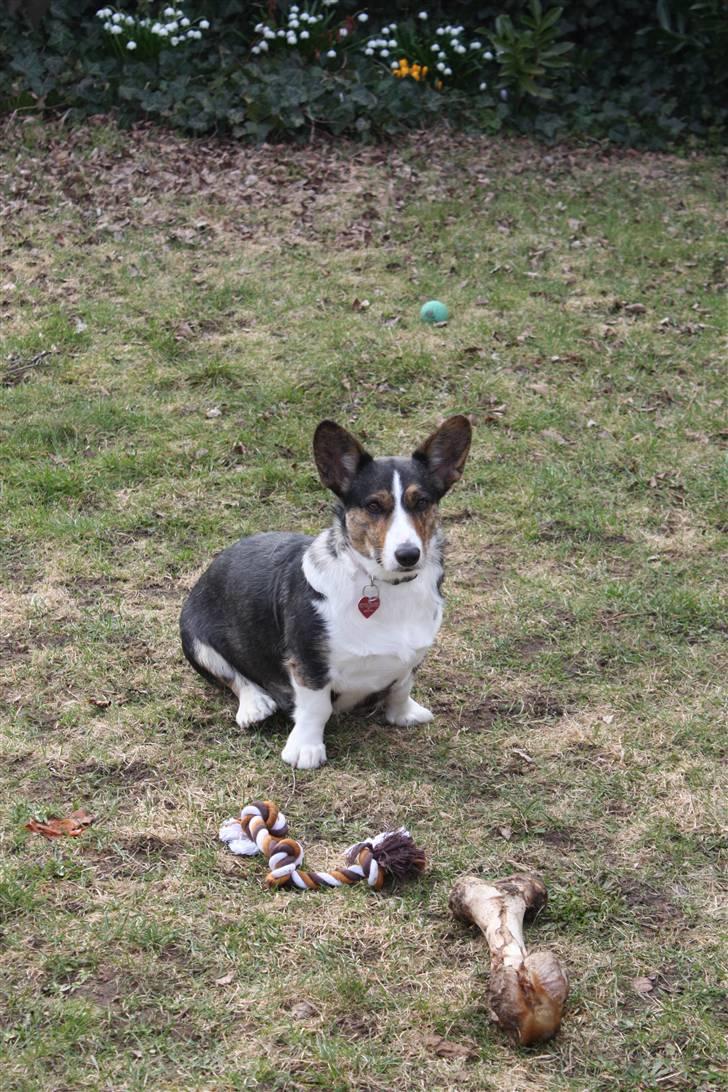 Welsh corgi cardigan mocca billede 10