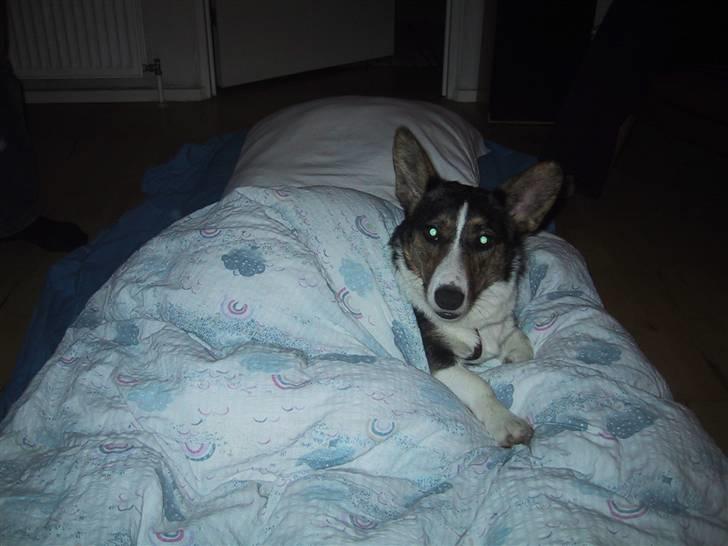 Welsh corgi cardigan mocca billede 11