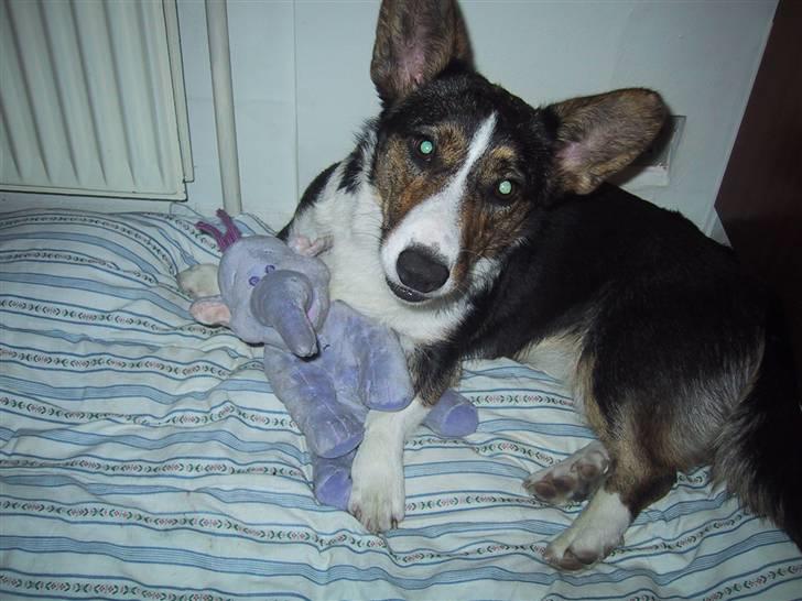 Welsh corgi cardigan mocca billede 12