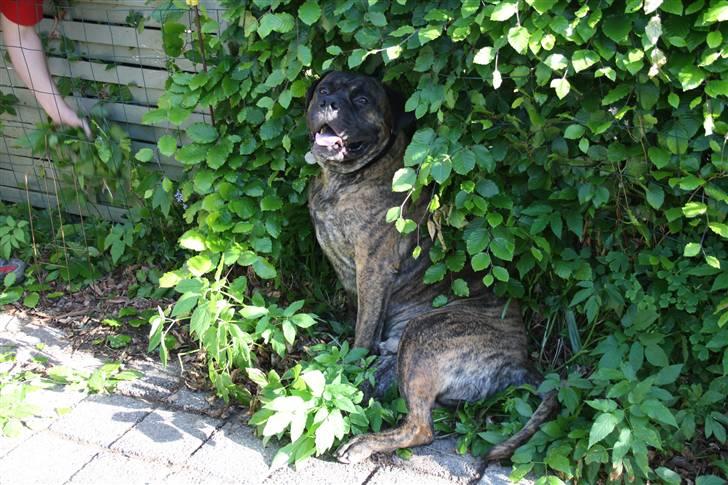 Boerboel Anasha Zanto billede 20