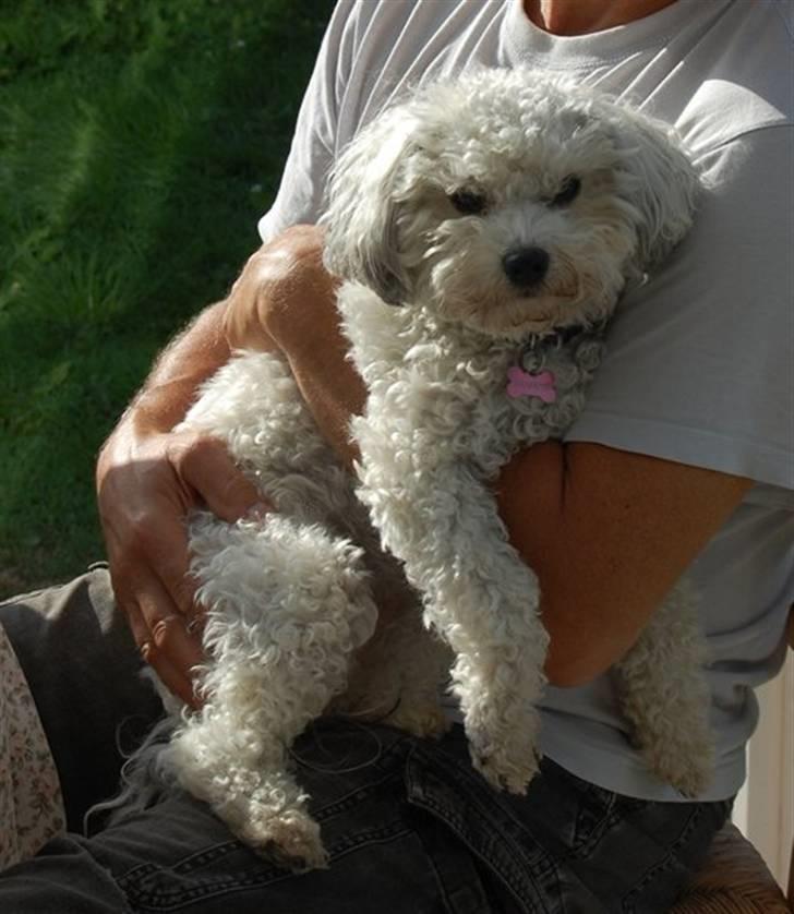 Løwchen  Zibbe - Zibbe kludedukke billede 18