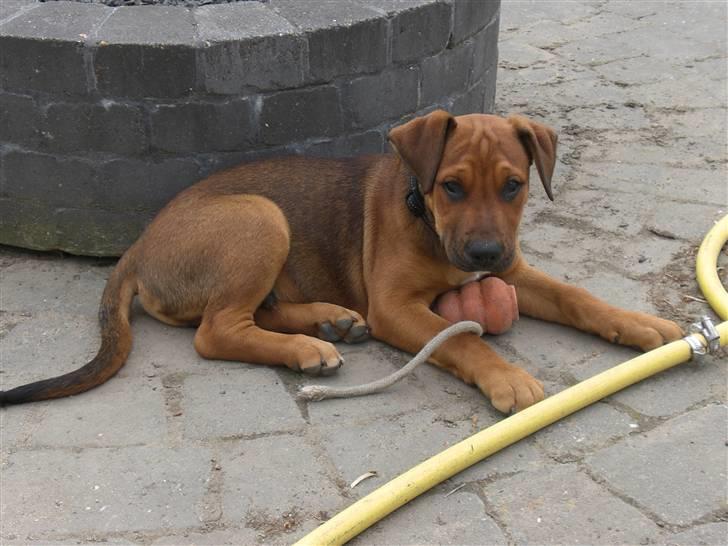 Blanding af racer Rex billede 2