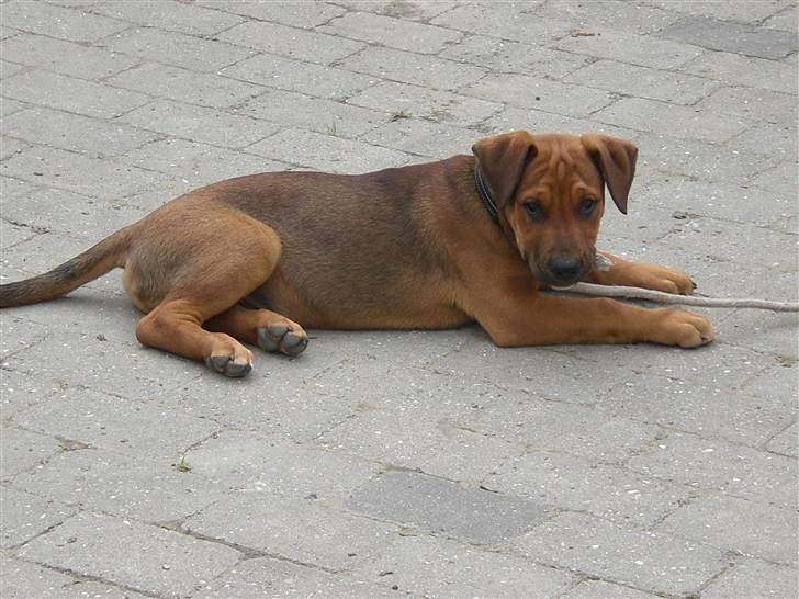 Blanding af racer Rex billede 4