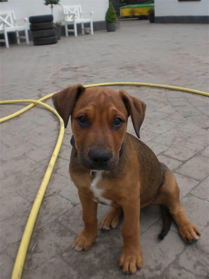 Blanding af racer Rex billede 5