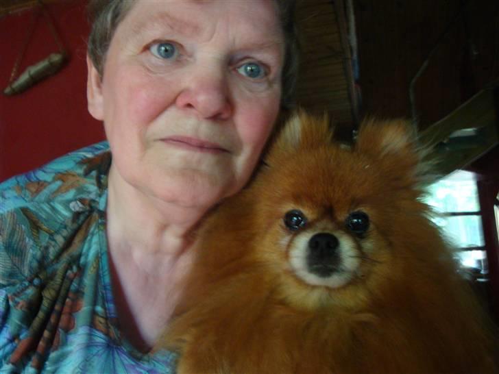 Pomeranian Topsys Rødtop - RØDTOP....fortæller alle...er jeg ikke dejjjlig? billede 17