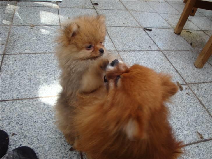 Pomeranian Topsys Rødtop - rødtop leger med hvalpen Otto sidste sommer (2009) billede 12