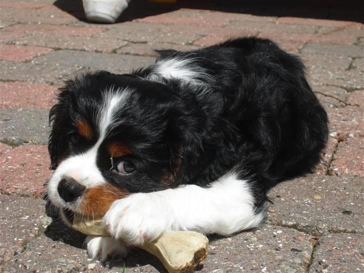 Cavalier king charles spaniel Thor (lille Thor) - hej til jer ALLE:p  Det er MIT kødben!!! billede 2
