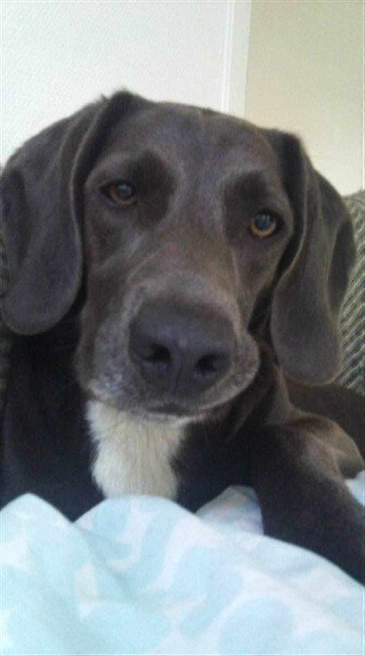 Blanding af racer Lukka billede 17