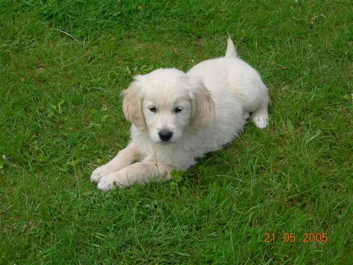 Golden retriever Anton - nuuurg...<33 billede 6