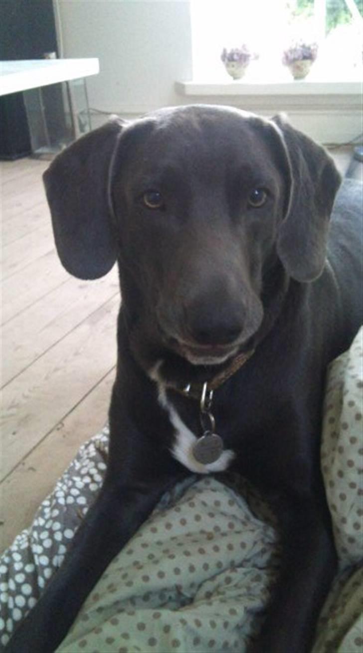 Blanding af racer Pepsi billede 20