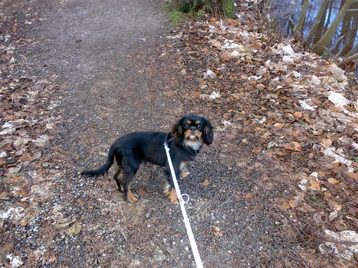 Cavalier king charles spaniel *Felix* billede 15