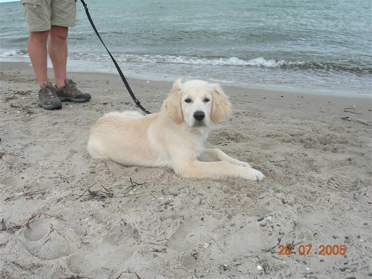 Golden retriever Anton billede 7