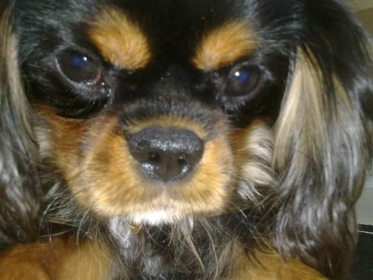 Cavalier king charles spaniel *Felix* billede 16