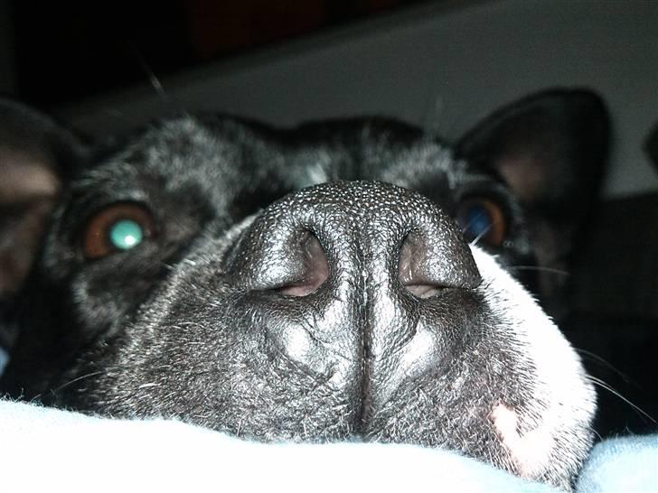 Blanding af racer ALBA - Albas smukke næse :D billede 16