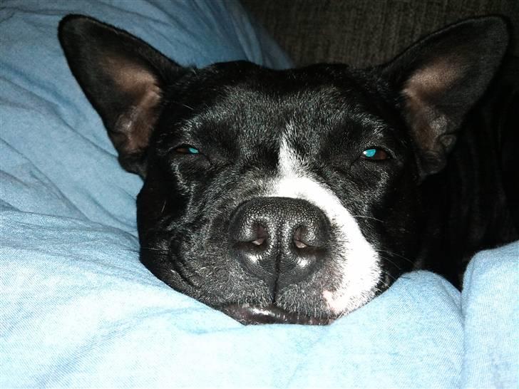 Blanding af racer ALBA - nuurh ;D billede 17