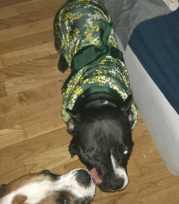 Blanding af racer ALBA - et kys skader ingen :D billede 18