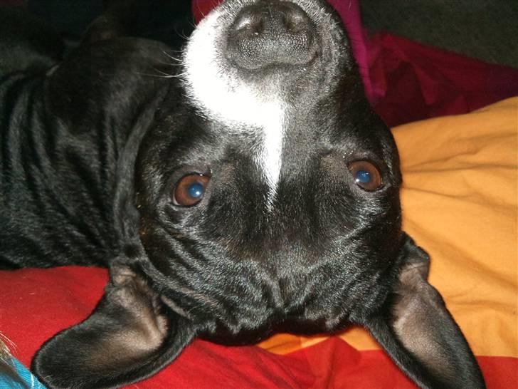 Blanding af racer ALBA - Alba, nu på hovedet ;D billede 19