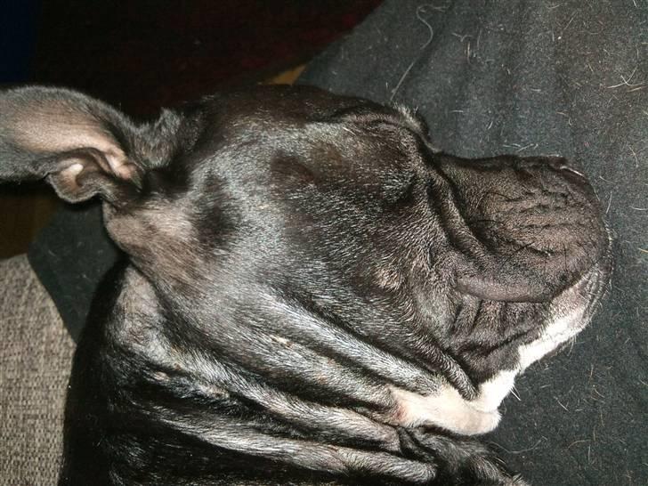 Blanding af racer ALBA - rynke fjæs ! <3 billede 20