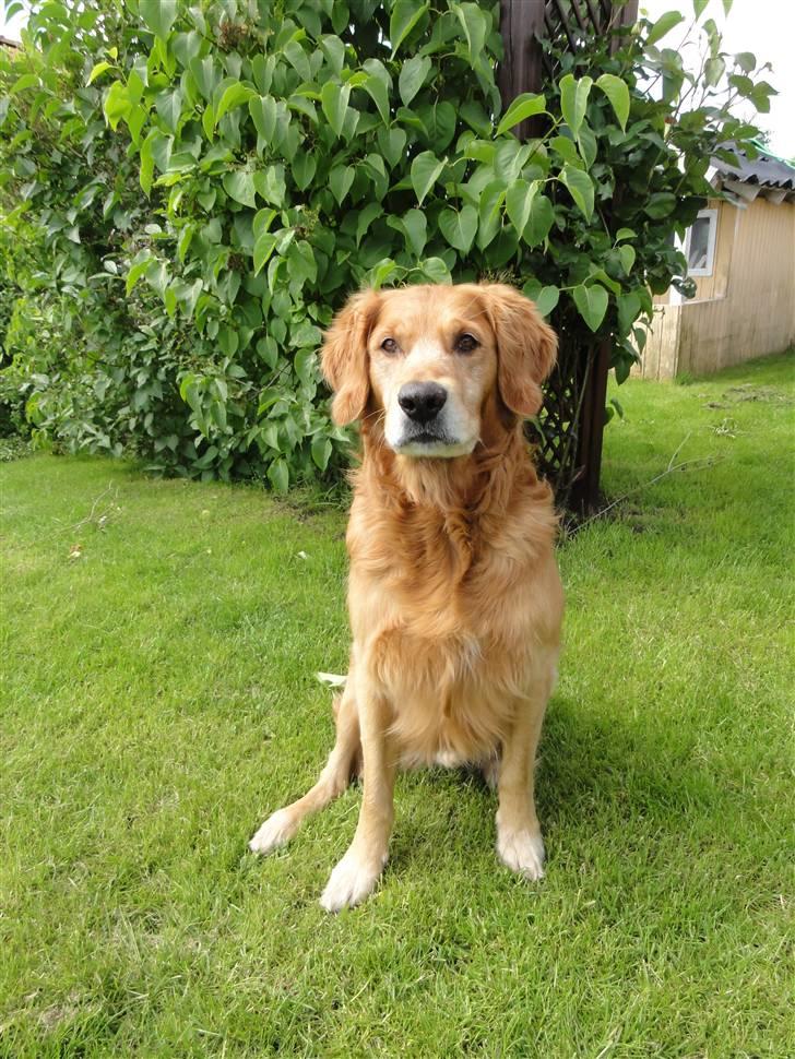 Golden retriever Tjapper - Foto: Isa Edelbo billede 10