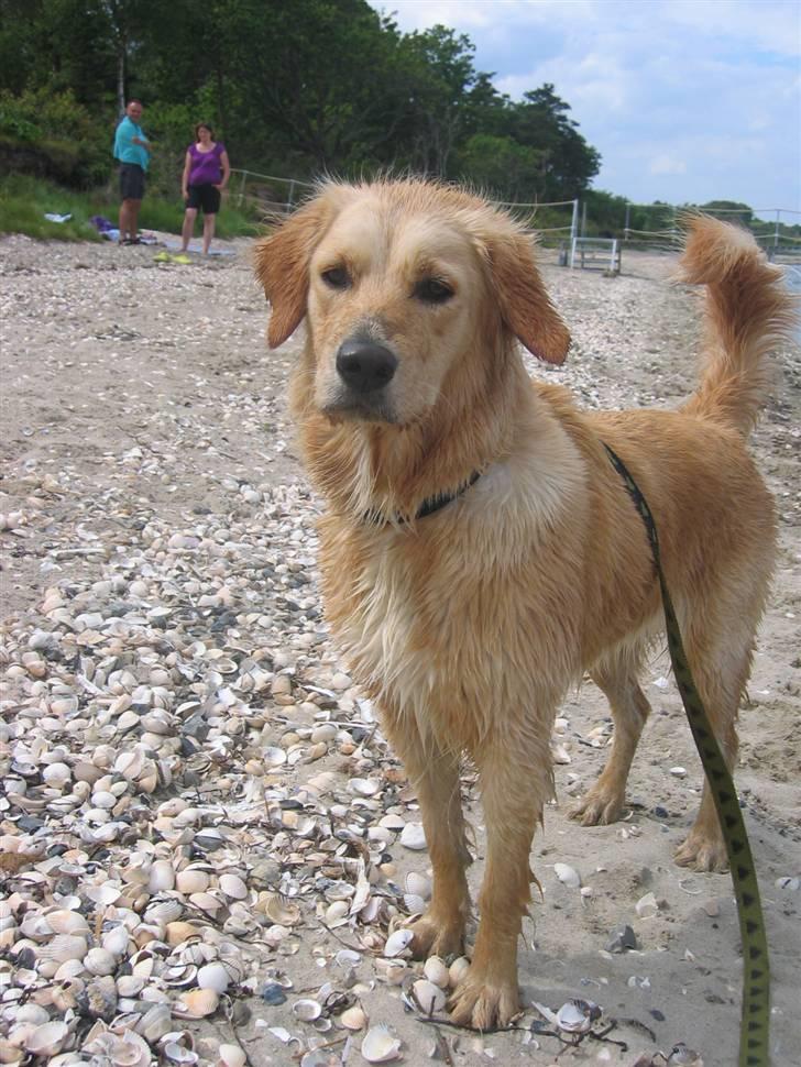 Golden retriever Sif billede 5