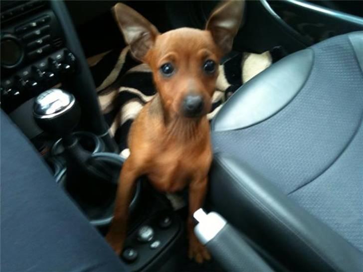 Dvaergpinscher Hugo  billede 1