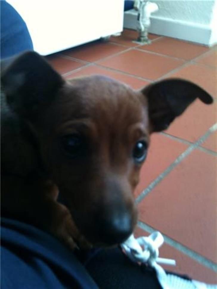 Dvaergpinscher Hugo  billede 2