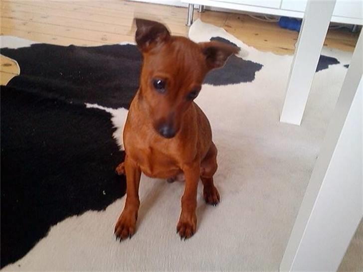 Dvaergpinscher Hugo  billede 3