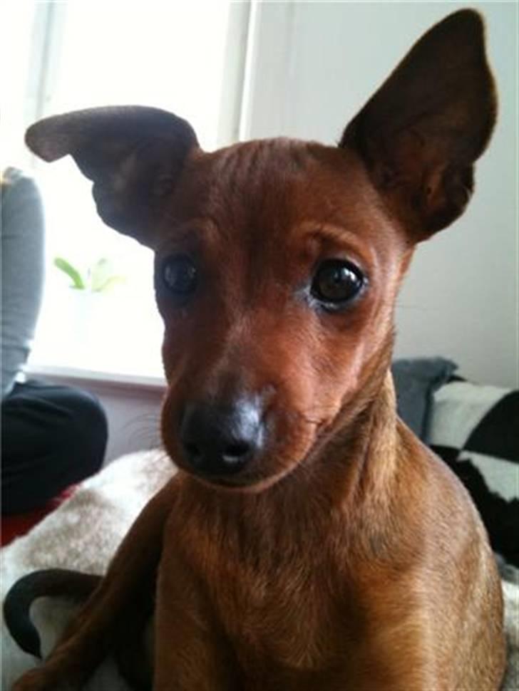 Dvaergpinscher Hugo  billede 4