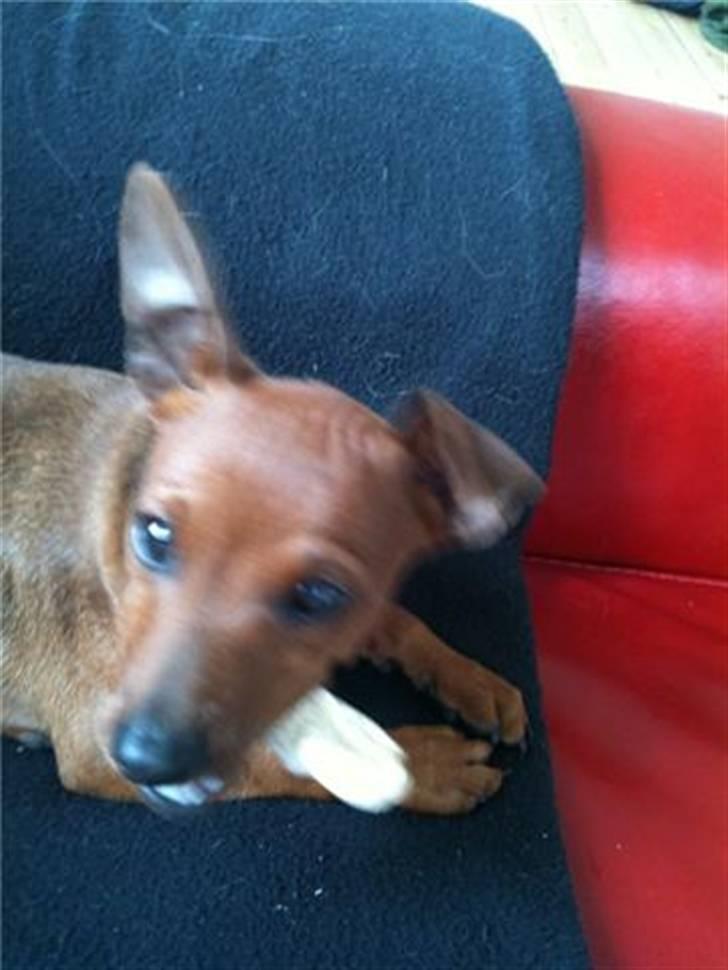 Dvaergpinscher Hugo  billede 5