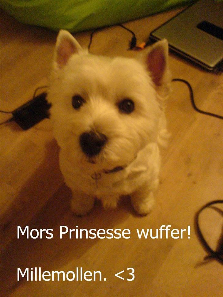 West highland white terrier hjortbak artamis of zeus  billede 19