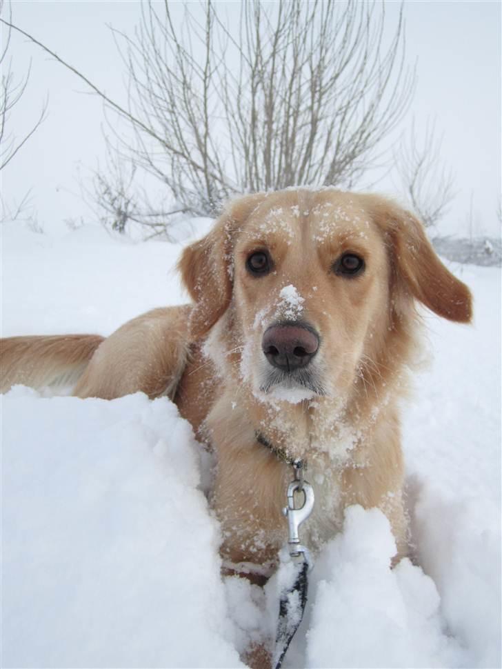 Golden retriever Sif billede 10