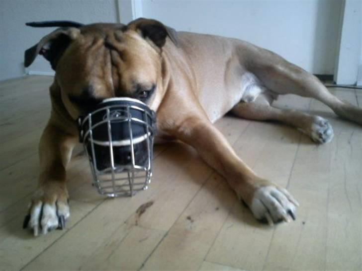 Amerikansk staffordshire terrier Cosmo (Tyson) R.I.P 30-6-2011 billede 19