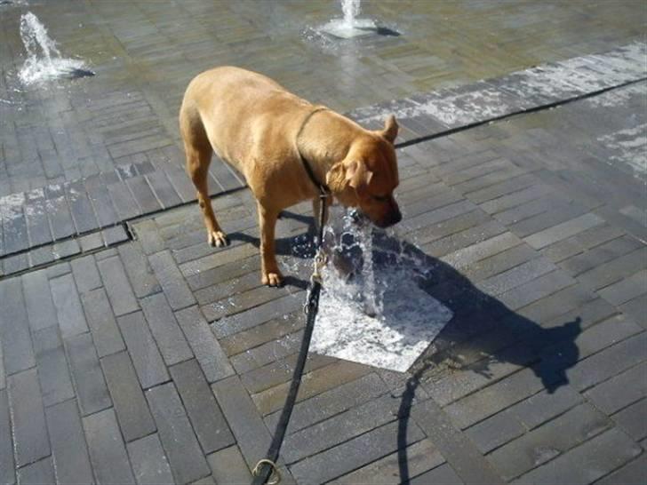 Amerikansk staffordshire terrier Bella Båthoved billede 19