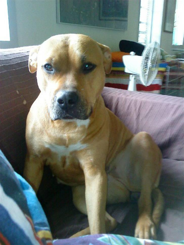 Amerikansk staffordshire terrier Bella Båthoved billede 20