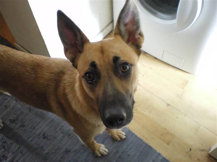 Malinois Liva billede 1