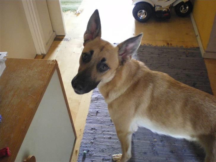 Malinois Liva billede 2