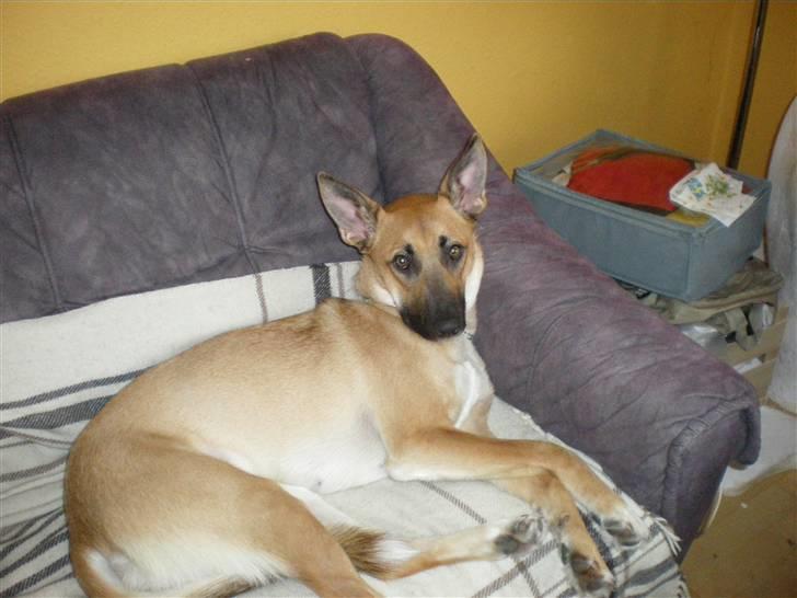 Malinois Liva billede 3