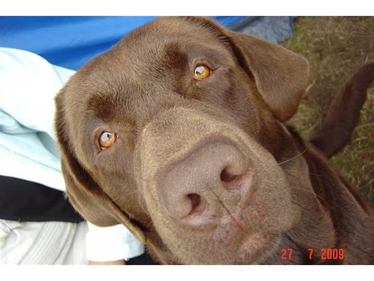 Labrador retriever Neo - Neo på camping billede 1