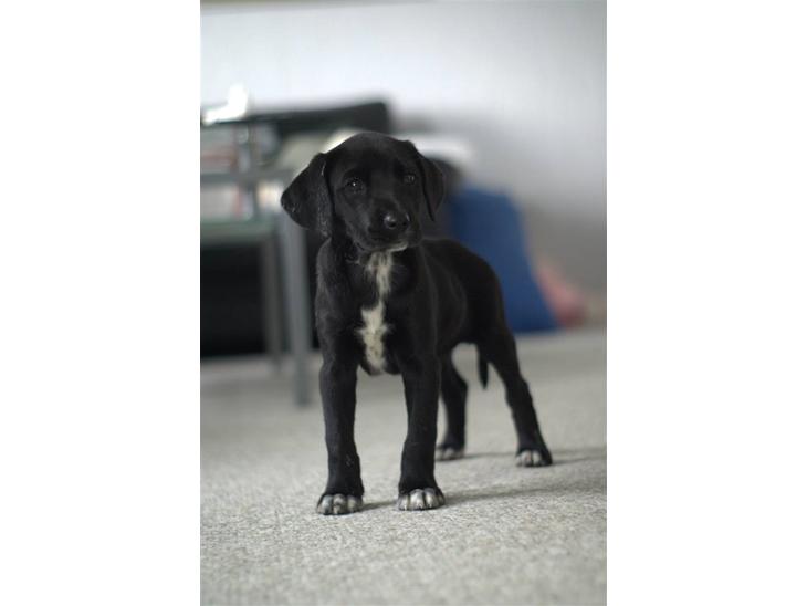 {{currentPhoto.altText}} billede {{currentPhoto.number}}