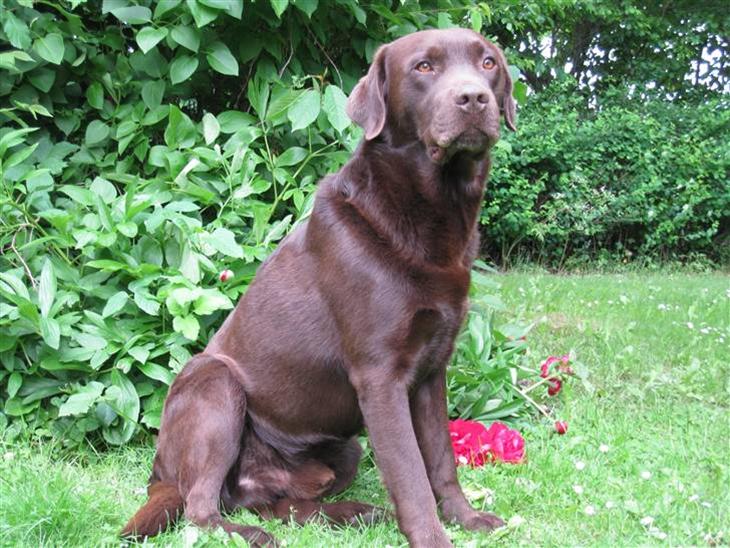 Labrador retriever Juccie - Velkommen til Juccies profil :o) billede 1