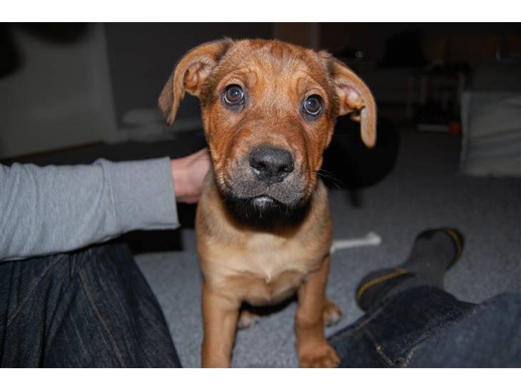 {{currentPhoto.altText}} billede {{currentPhoto.number}}