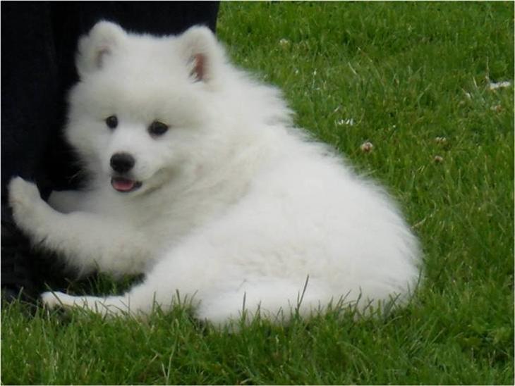 {{currentPhoto.altText}} billede {{currentPhoto.number}}