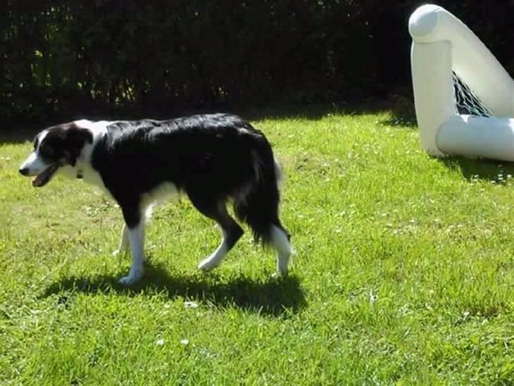Border collie Zoe R.I.P tøs pigen billede 1